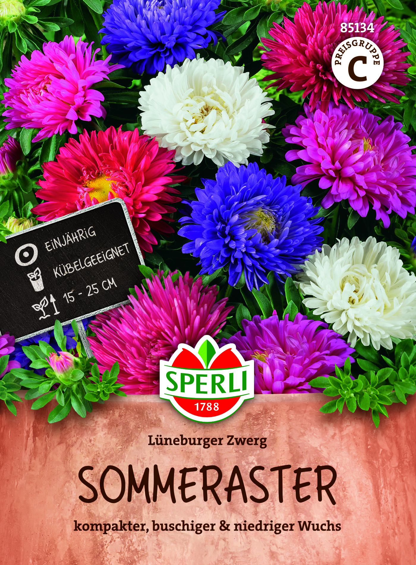 Aster Lüneburger Zwerg