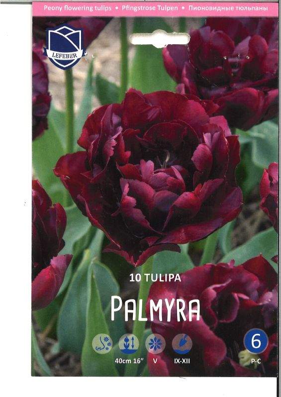 Tulpe  gefüllte späte Palmyra