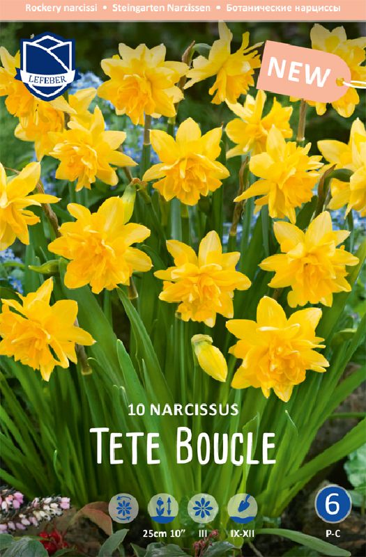 Narzisse bot. Tete Boucle 11/12