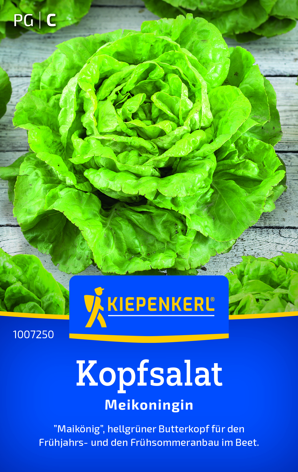 Kopfsalat Meikönigin