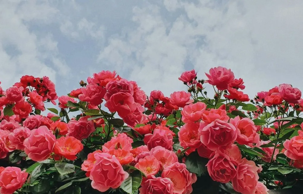 Rosa Rosenblüten vor hellem, leicht bewölktem Himmel