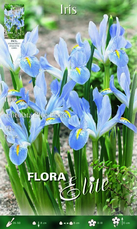 Iris reticulate Blue Planet  6+