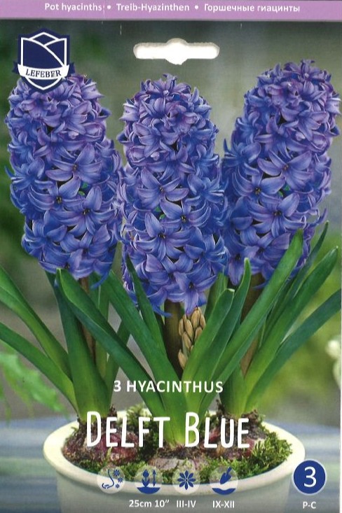 Treib Hyazinthe Delft Blue