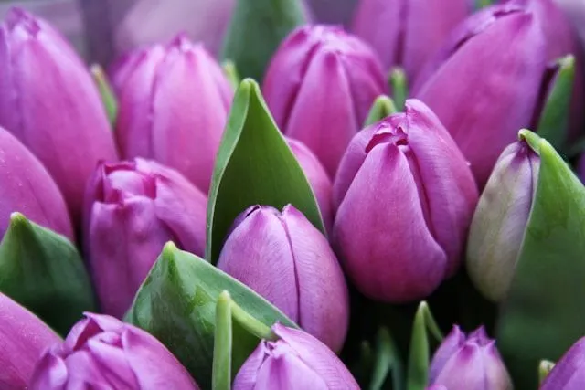Einfache Frühe Tulpen mit klassischer becherförmiger Blüte