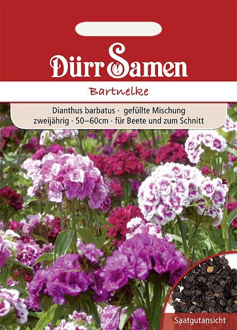 Dianthus barbatus gefüllte Mischung