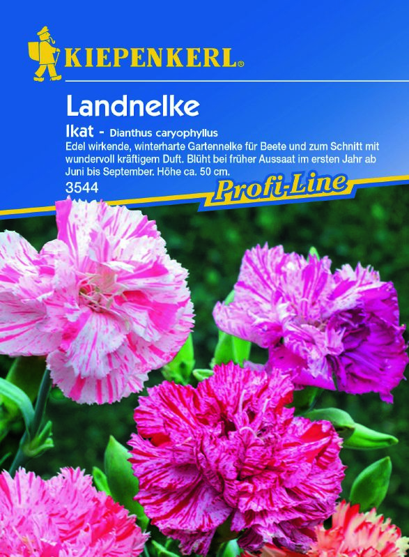 Dianthus caryophyllus Landnelke Ikat