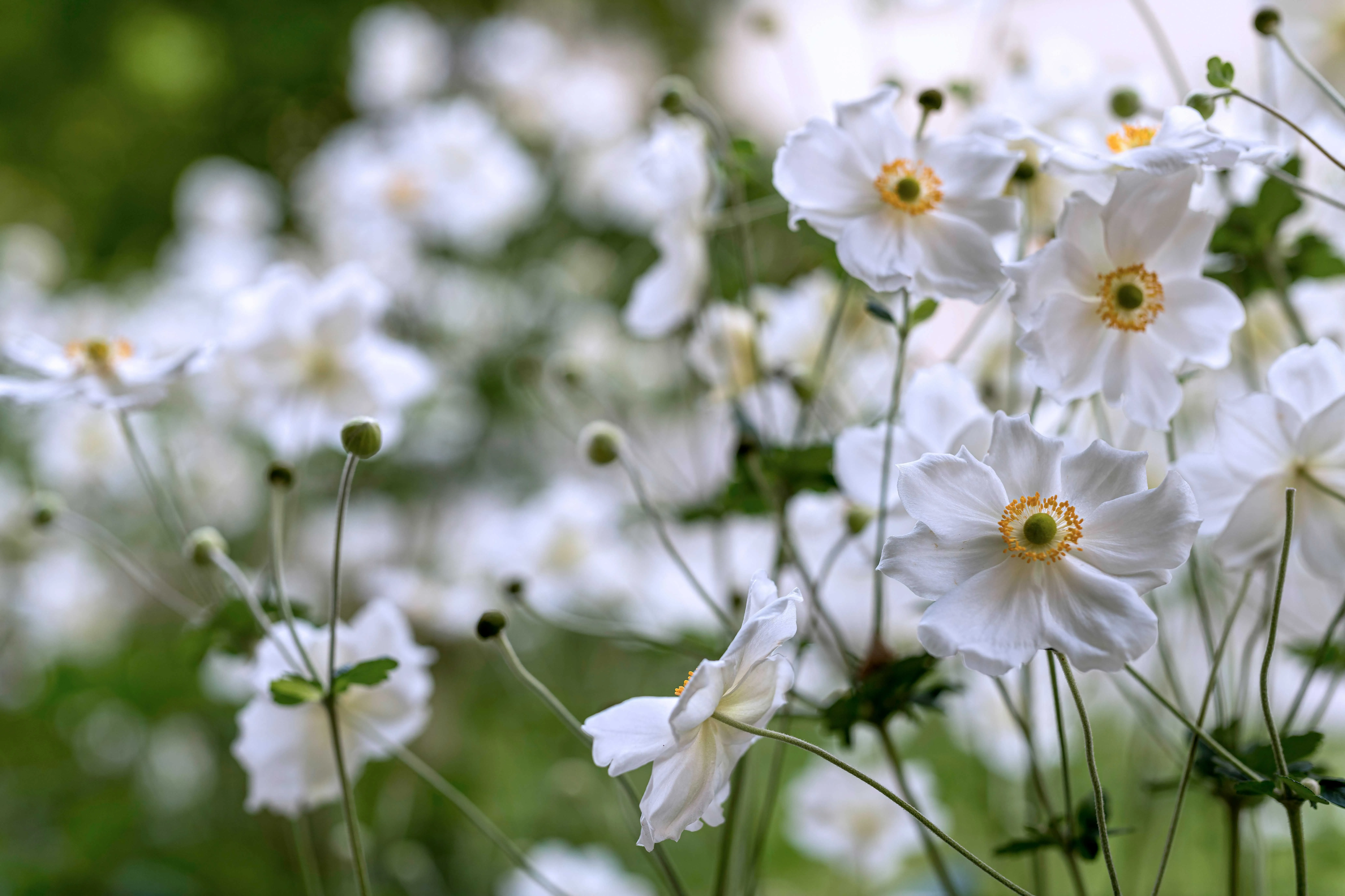 Weiße Anemone
