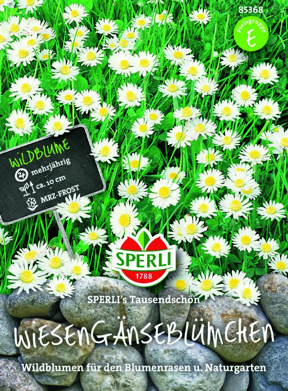 Bellis per. Wiesengänseblümchen