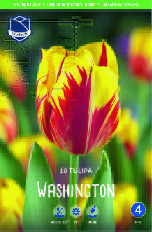 Triumph Tulpe "Washington" (Größe 11/12)