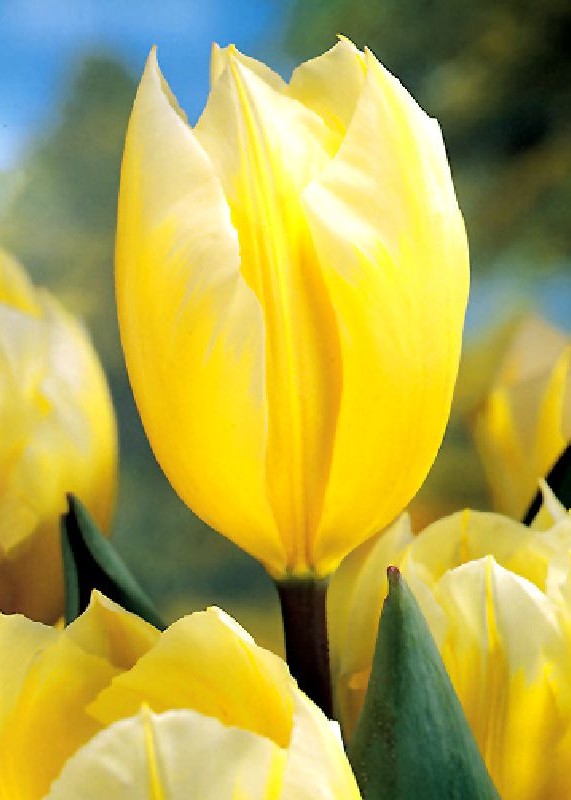 Tulpe Fosteriana "Sweetheart (Größe 11/12)