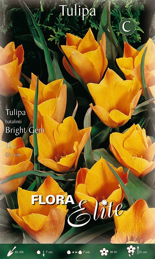 Tulpe Wild Batalinii Bright Gem