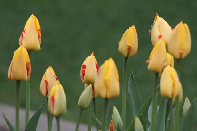 Kaufmanniana-Tulpen mit unterschiedlichen Blütenfarben und Zeichnungen