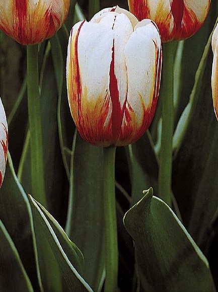 Tulpe Triumph Happy Generation