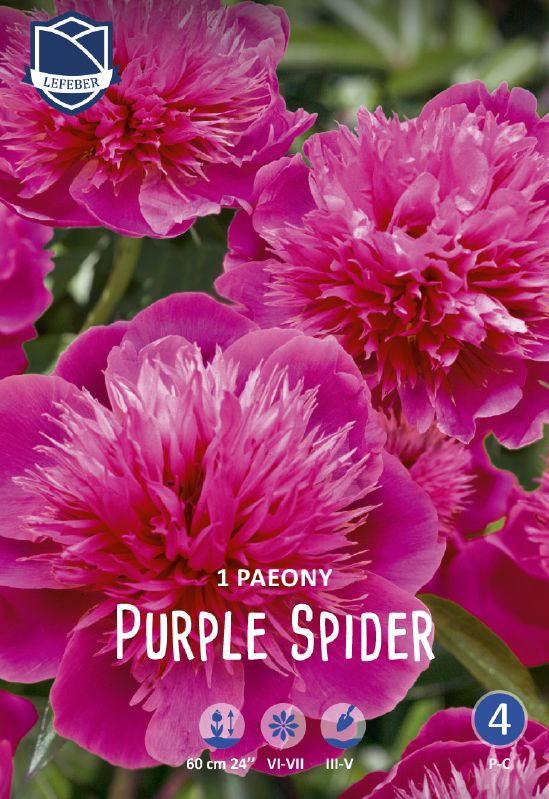 Pfingstrose - Paeonia "Purple Spider"
