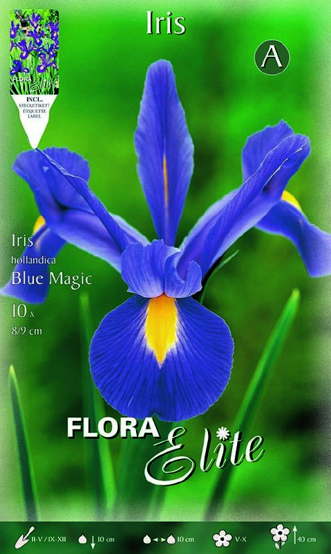 Iris hollandica Blue Magic  8/9