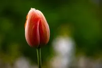 Geschlossene orange-rosa Einfache Frühe Tulpe im Garten