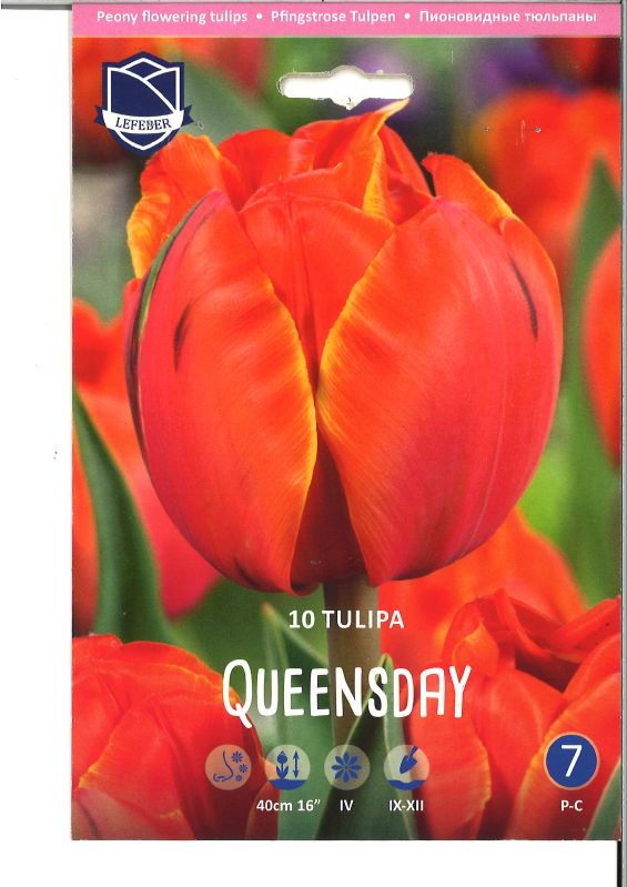 Tulpe gefüllte frühe Queensday