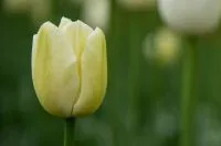 Hellgelbe Triumph-Tulpe vor grünem Hintergrund