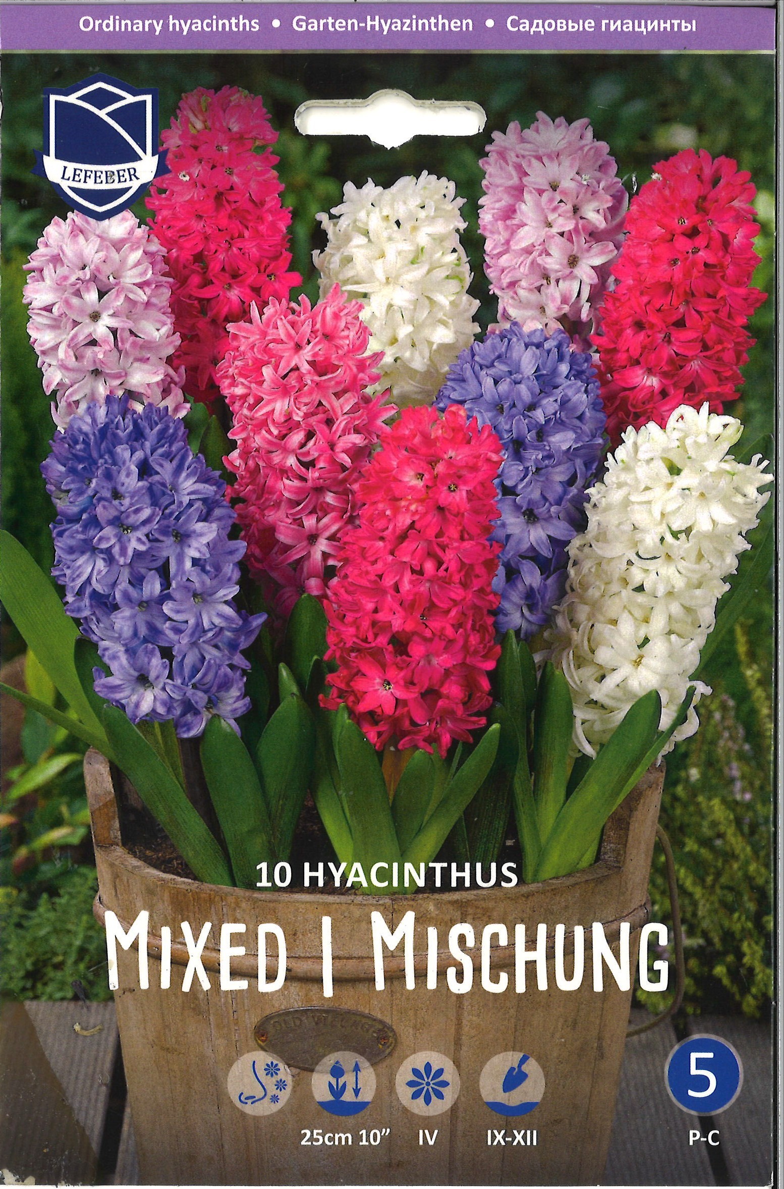 Garten-Hyazinthe Mischung