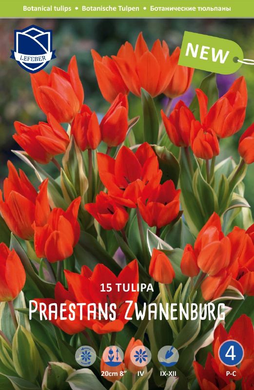 Tulpe Wild. Praestans Zwanenburg 9/+