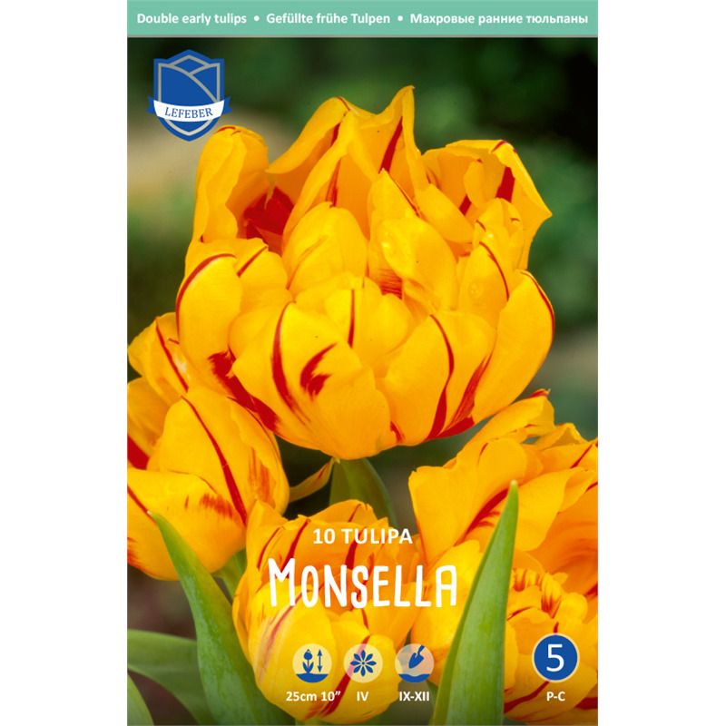 Tulpe gef. Monsella 11/12
