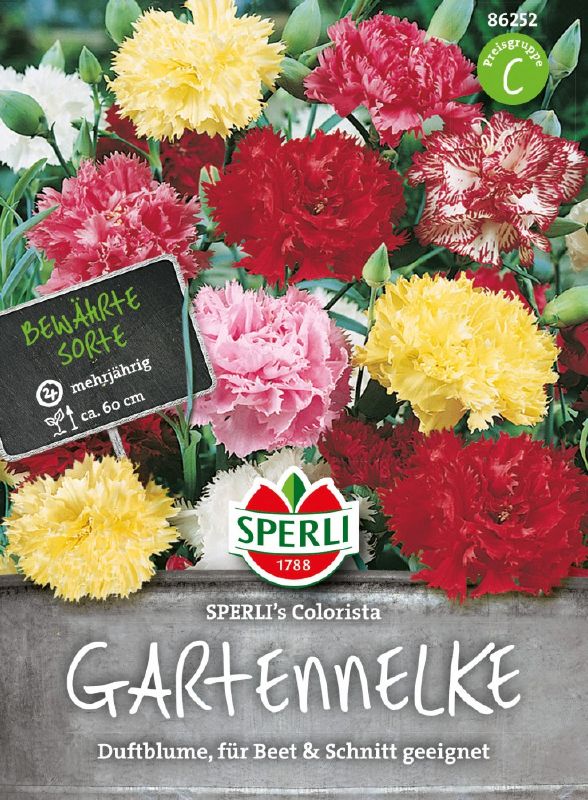 Dianthus Colorista Gartennelke gefüllt
