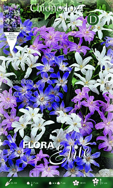 Chionodoxa Mix 5/6
