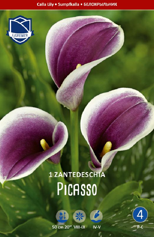 Zantedeschia Calla lila/weiß 16/18