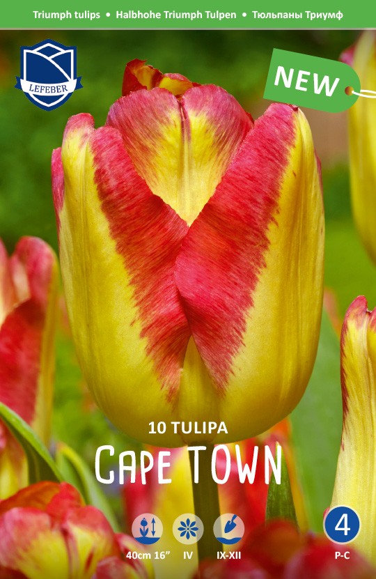 Tulpe Triumph Cape Town 12+