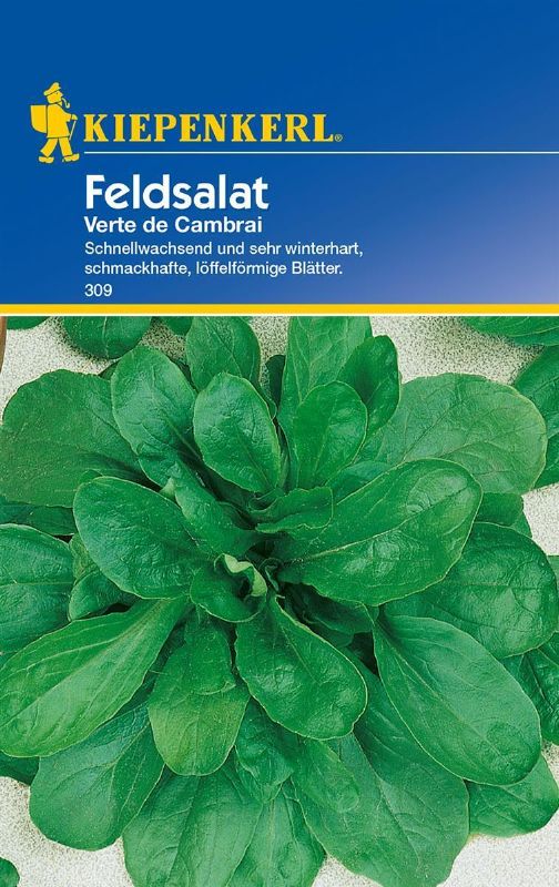 Feldsalat, Verte de Cambrai/Polar