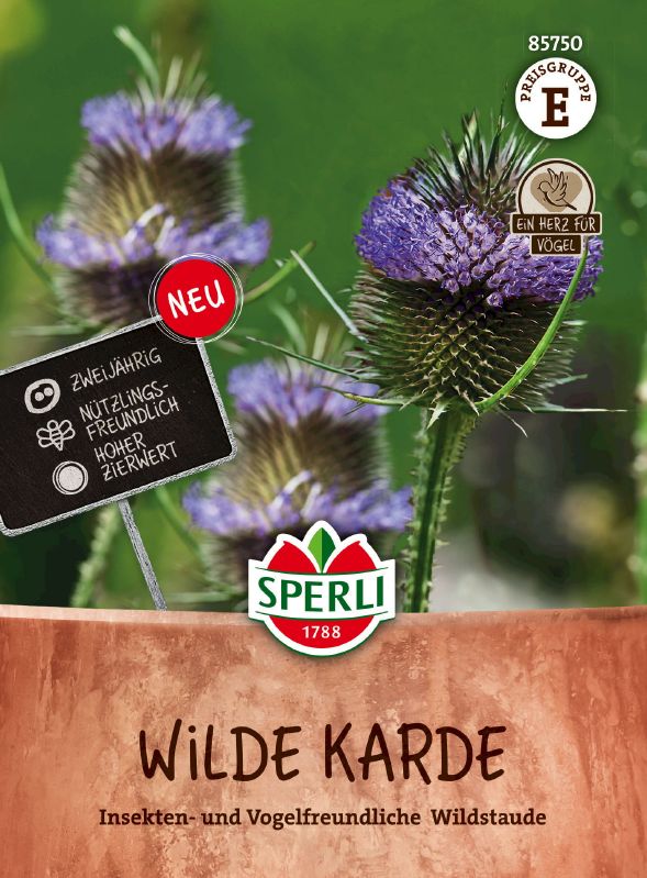 Wildblume Wilde Karde - Dipsacus