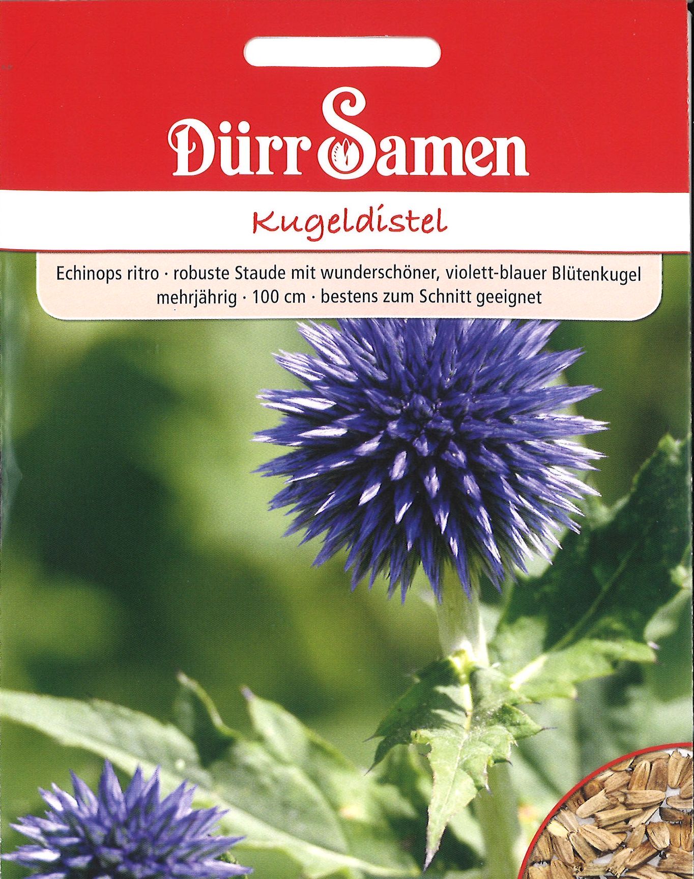 Kugeldistel | Portion | 8877-8877