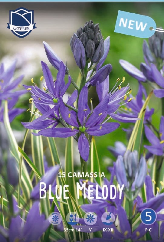 Camassia quamash Blue Melody 6+ - Produktbild 1