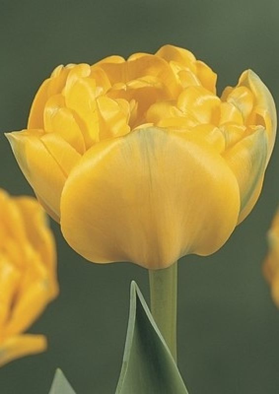 Tulpe Gefüllte Späte Yellow Pompenette