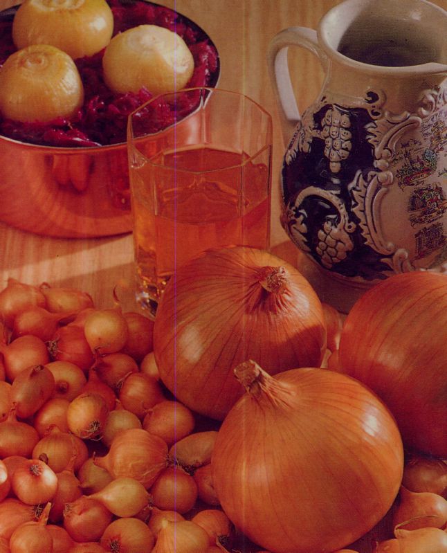 Steckzwiebel Golden Gourmet