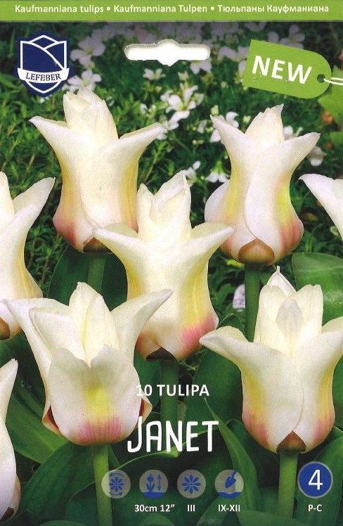 Tulpe kaufmanianna 'Janet'