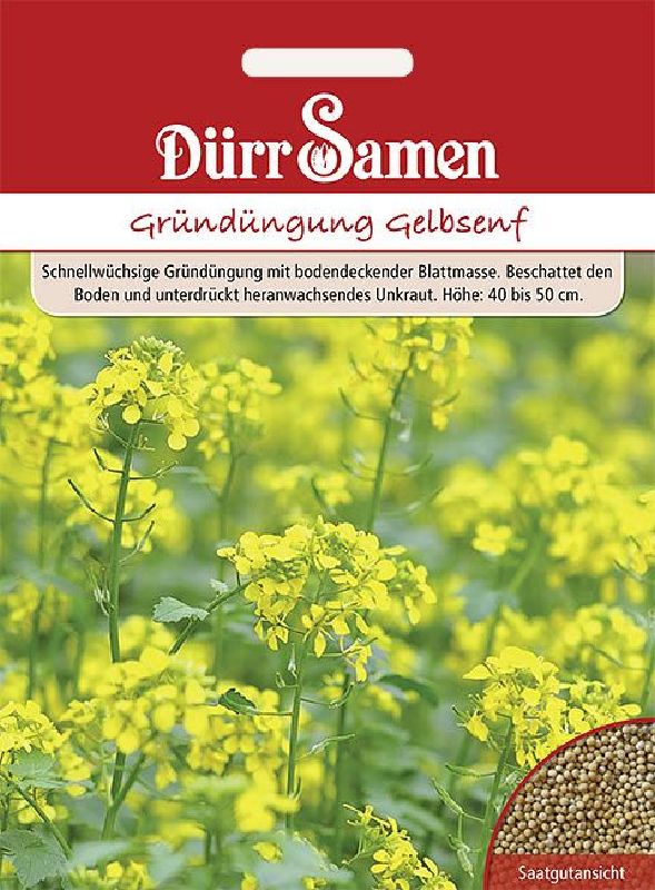 Gründüngung Sinapsis alba Gelbsenf