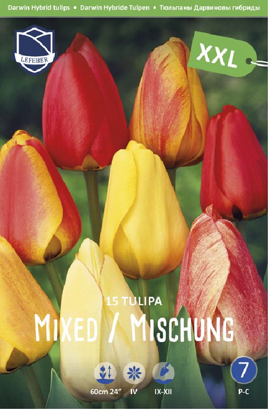 Darwin-Tulpe Mischung (Größe 14/+)
