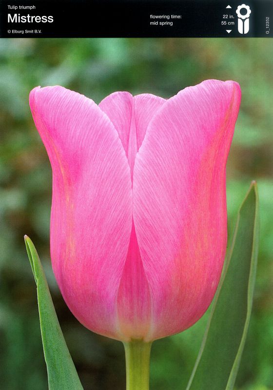 Tulpe Triumph Mistress 12/+