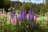 Lupine