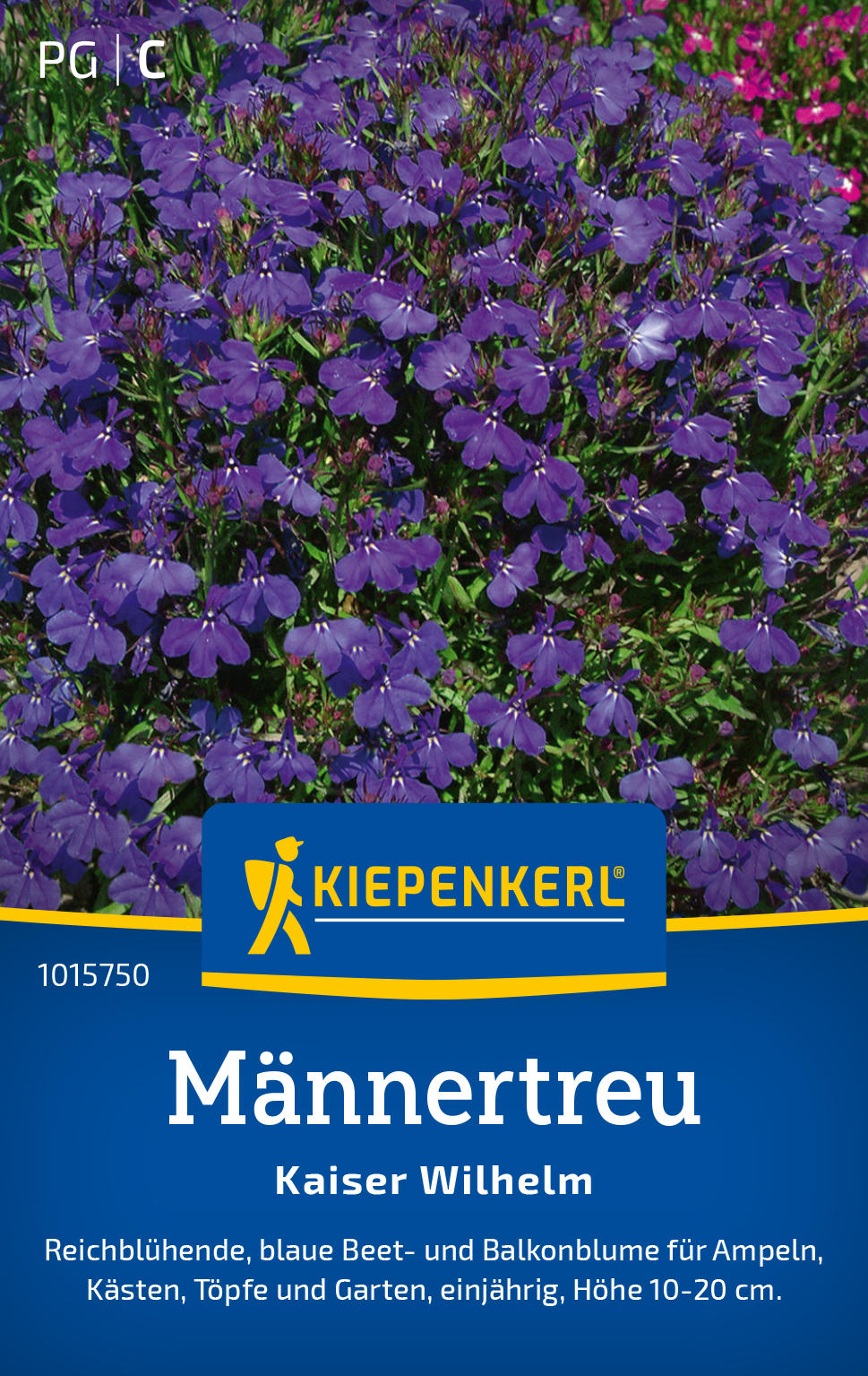Lobelia compacta Kaiser Wilhelm - Produktbild 1