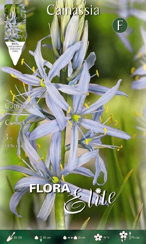 Camassia leichtlinii 14+ - Produktbild 1