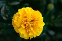Tagetes