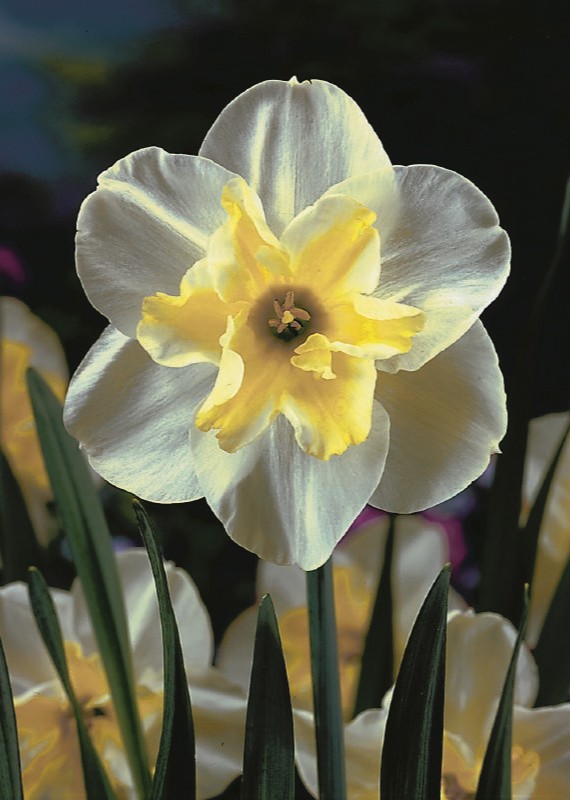 Narzisse Lemon Beauty
