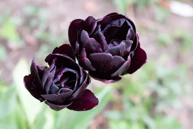 Gefüllte Späte Tulpen mit großen schweren Blüten auf höheren Stielen