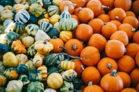 Verschiedene Kürbisse in Grün, Gelb und Orange dicht nebeneinander