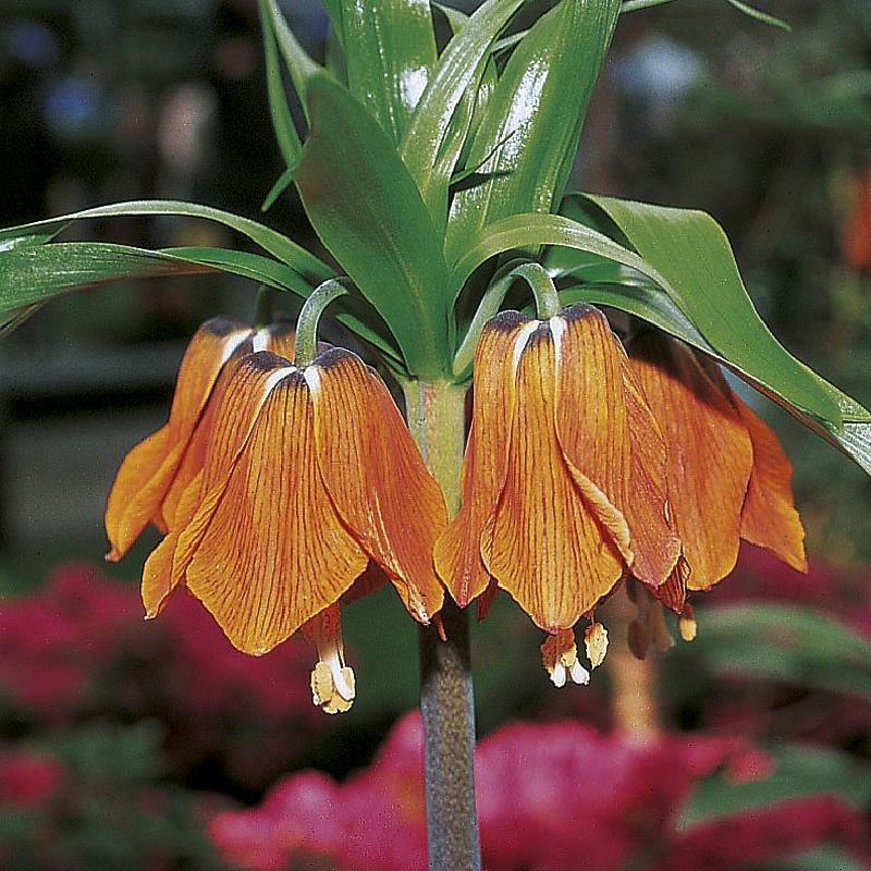 Fritillaria imp.  Aurora 20/24