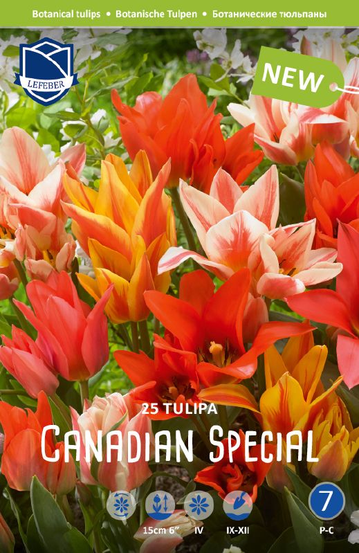 Tulpe bot. Canadian Special 11/12