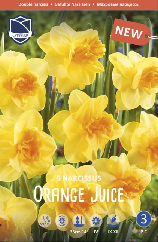 Narzisse Orange Juice, gefüllt 12+ - Produktbild 1