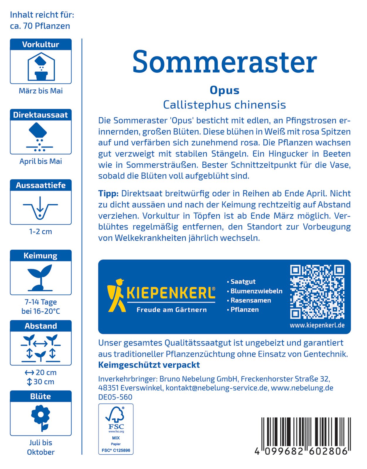 Aster Opus, paeonienblütig - Produktbild 2